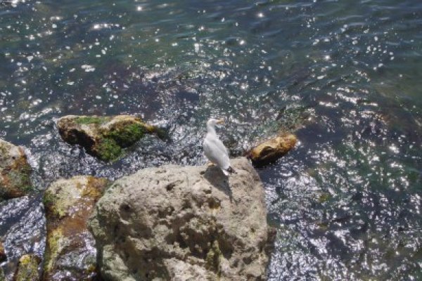 Pui de pescăruş, salvat de un grup tineri